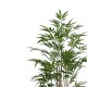 316-000019 Διακοσμητικό φυτό Bamboo I σε γλάστρα Inart πράσινο pp Υ150εκ