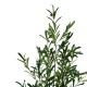 316-000016 Διακοσμητικό φυτό Olive tree σε γλάστρα Inart πράσινο pp Υ120εκ
