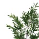 316-000017 Διακοσμητικό φυτό Olive tree I σε γλάστρα Inart πράσινο pp Υ150εκ