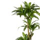 316-000009 Διακοσμητικό φυτό Dracaena I σε γλάστρα Inart  πράσινο pp Υ170εκ