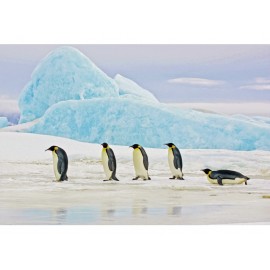 80-2352 PICTURE PENGUINS 120X80 DIOMMI PENGUINS120